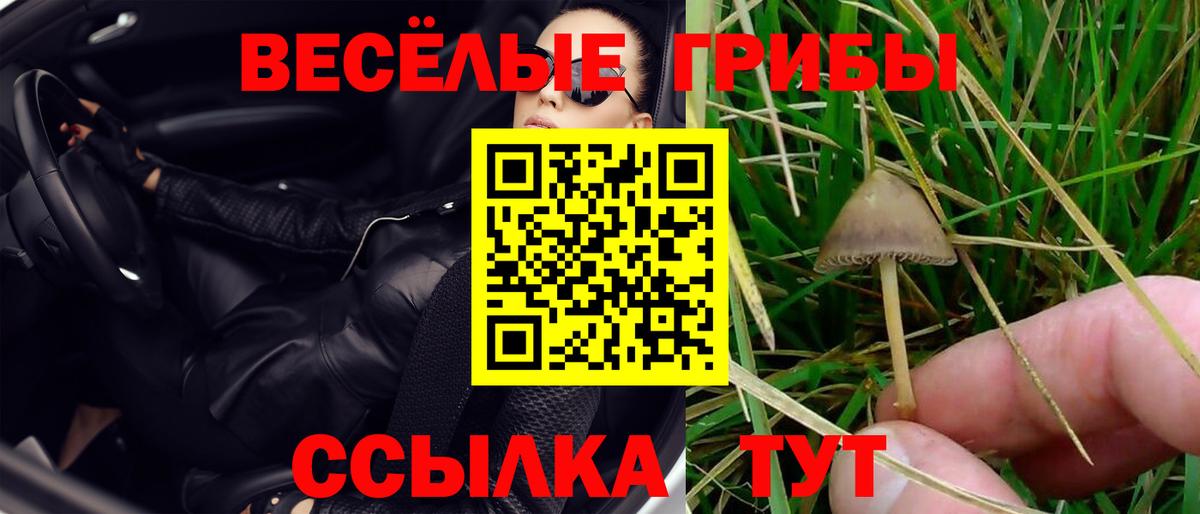 Псилоцибиновые грибы Psilocybine cubensis Советск